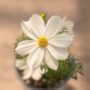 Cosmos – Sonata White – 4″ Pot
